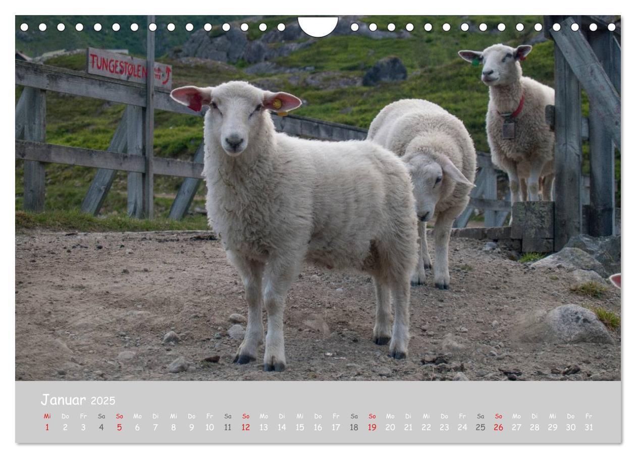 Bild: 9783435524099 | Ganz schön Schaf (Wandkalender 2025 DIN A4 quer), CALVENDO...