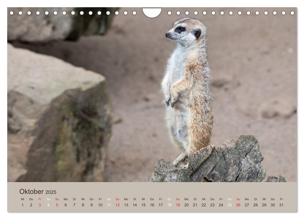 Bild: 9783435211548 | Quirlige Erdmännchen (Wandkalender 2025 DIN A4 quer), CALVENDO...