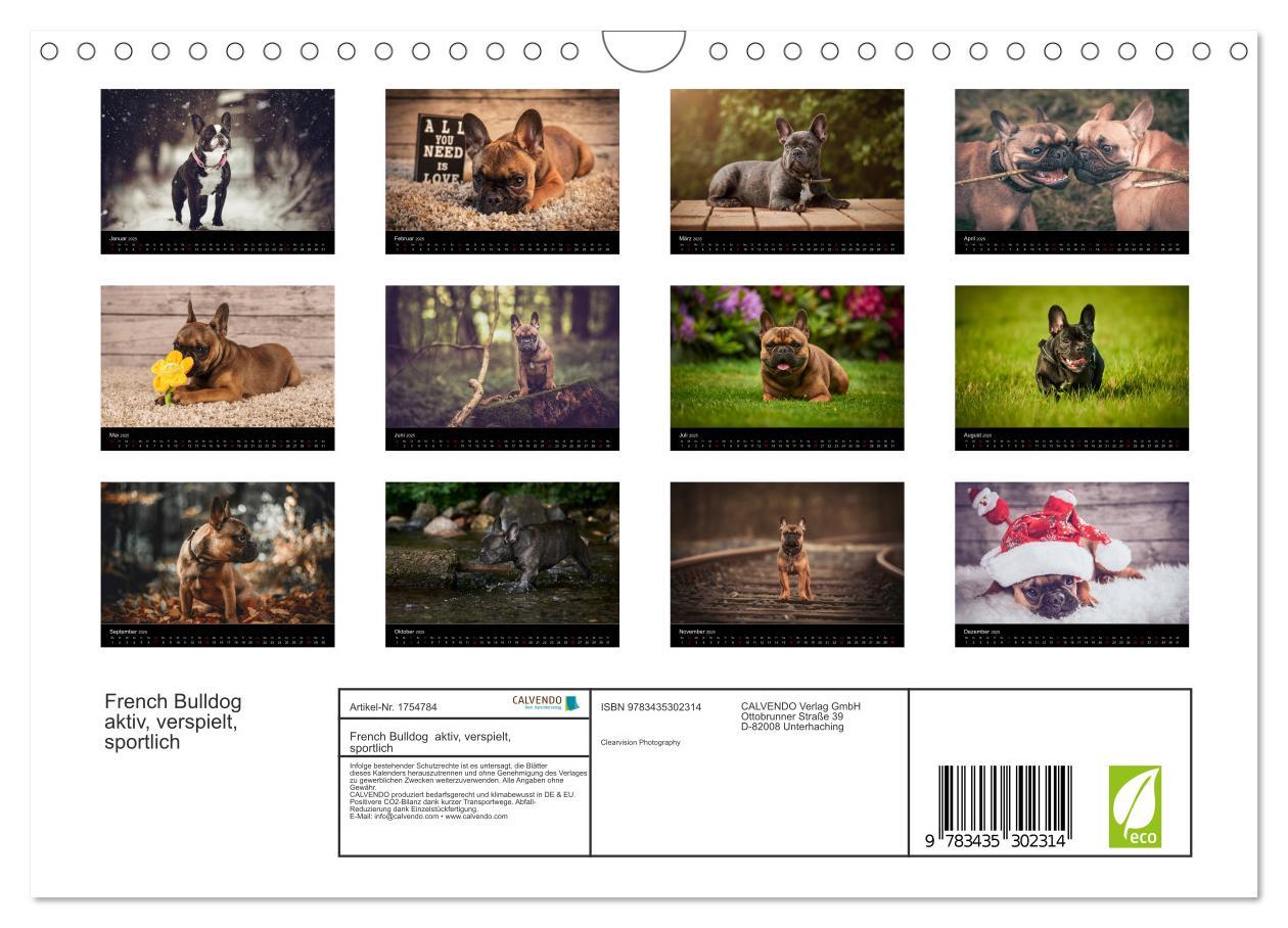 Bild: 9783435302314 | French Bulldog aktiv, verspielt, sportlich (Wandkalender 2025 DIN...