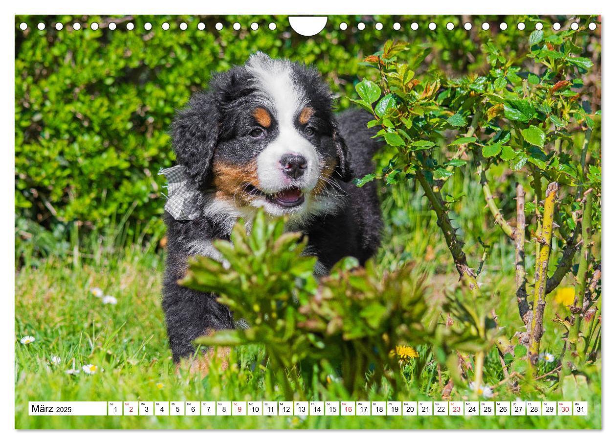 Bild: 9783435215737 | Kleine Herzen auf 4 Pfoten - Berner Sennenhunde (Wandkalender 2025...