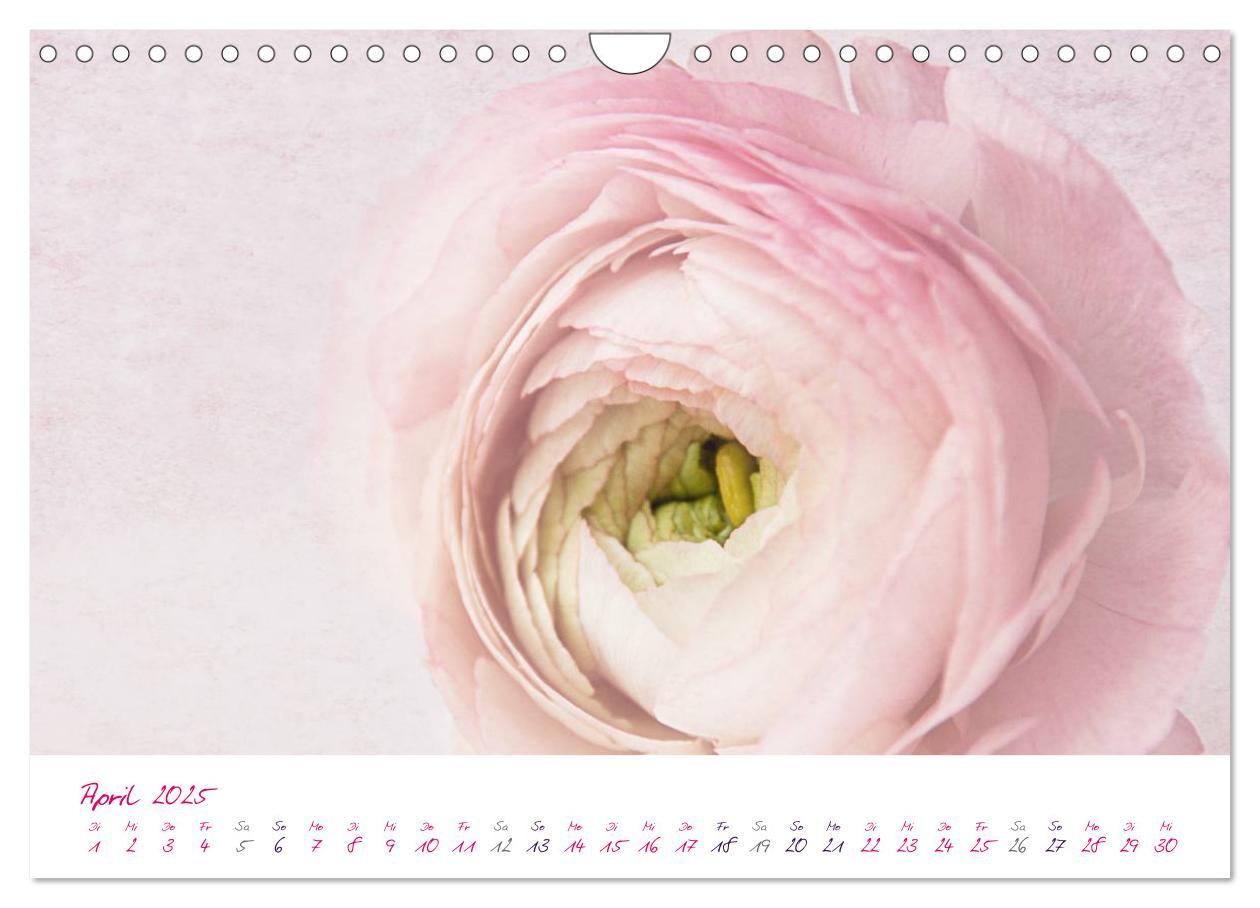 Bild: 9783435831036 | Momente in Rosa (Wandkalender 2025 DIN A4 quer), CALVENDO...