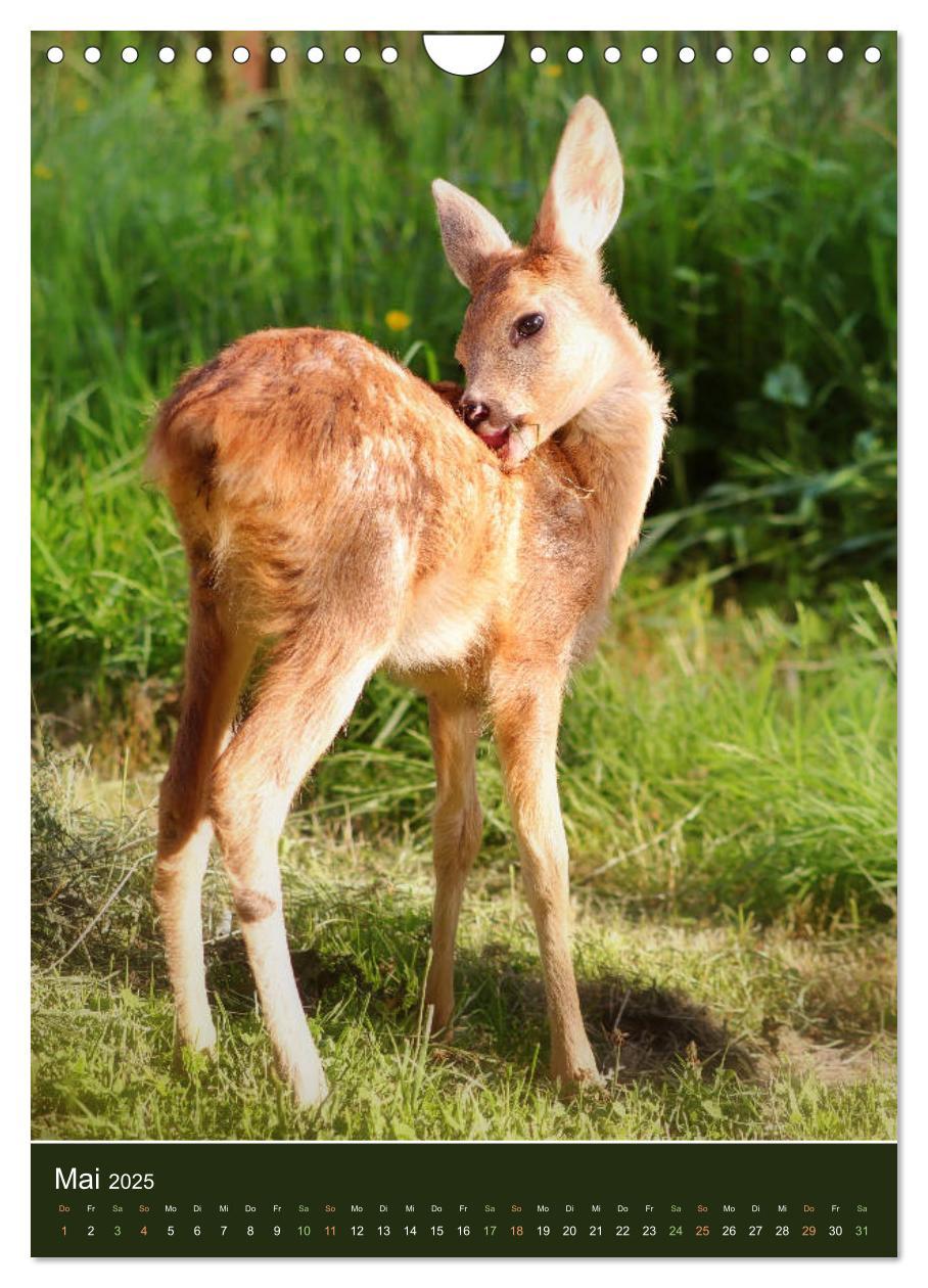 Bild: 9783435957958 | Das Rehkitz, ein zauberhaftes Geschöpf mit großen, braunen Augen...