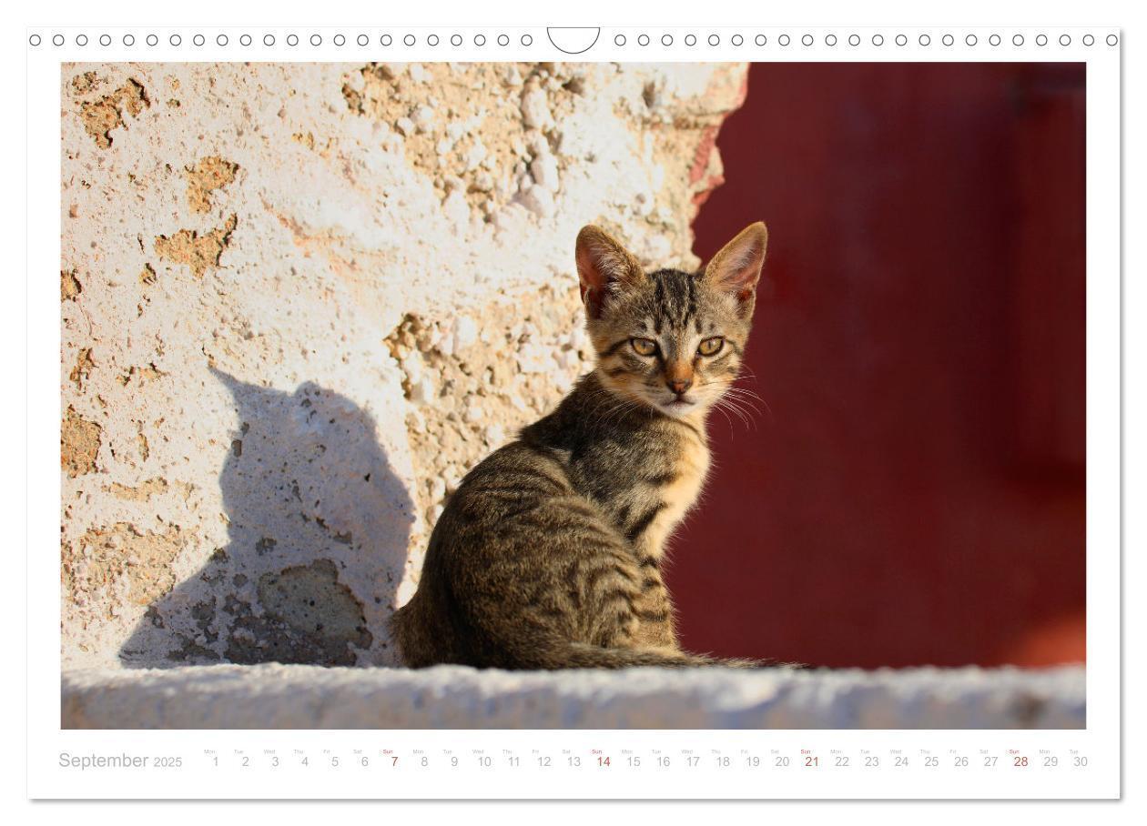 Bild: 9781325833832 | Cats of the Greek Islands (Wall Calendar 2025 DIN A3 landscape),...