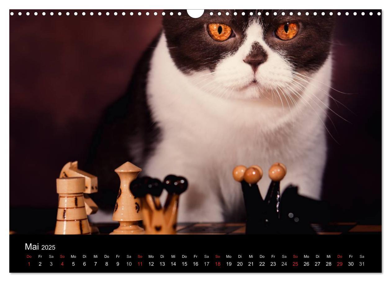 Bild: 9783435488032 | Schokoladige Britisch Kurzhaar Katzen (Wandkalender 2025 DIN A3...