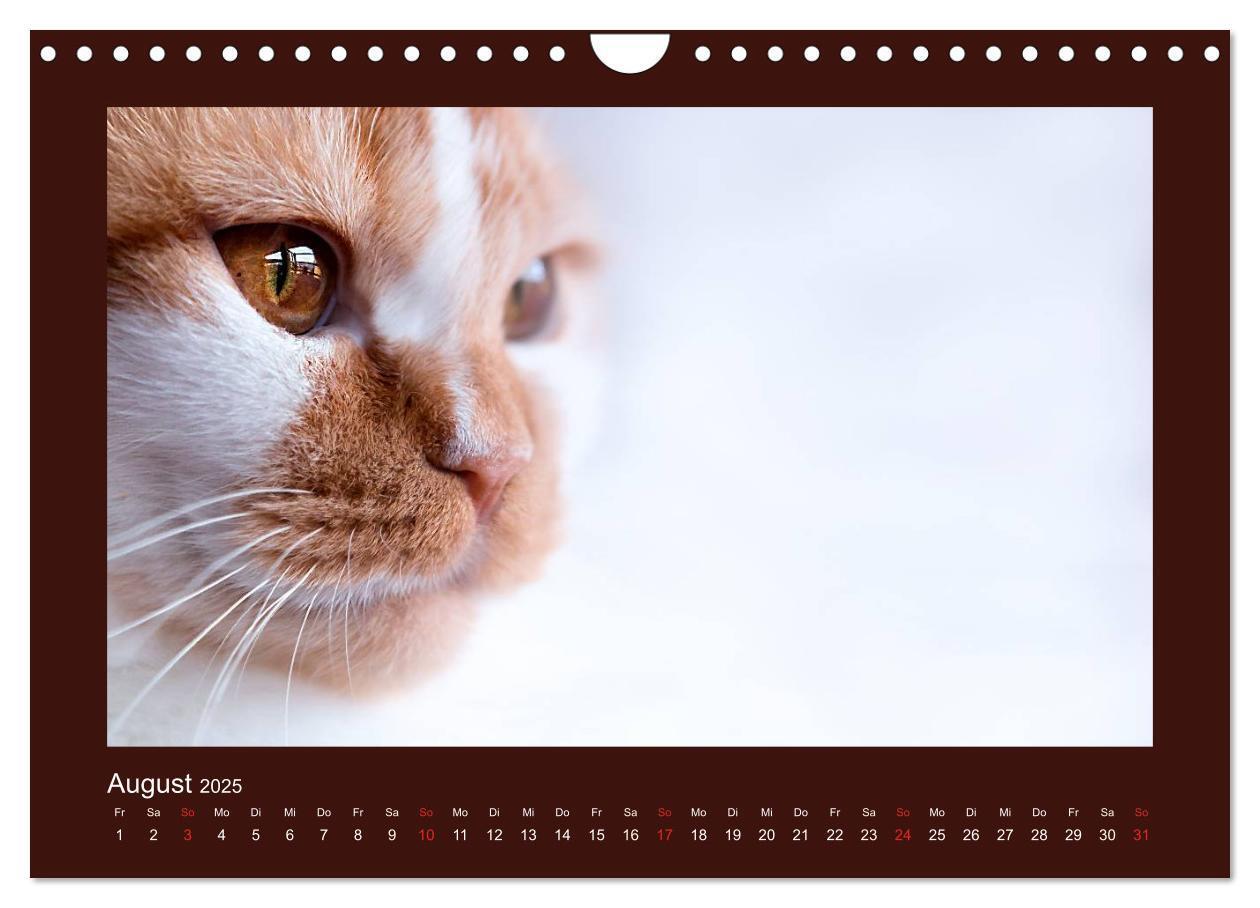 Bild: 9783435482917 | Britisch Kurzhaar Katzen - Poesie fürs Auge (Wandkalender 2025 DIN...