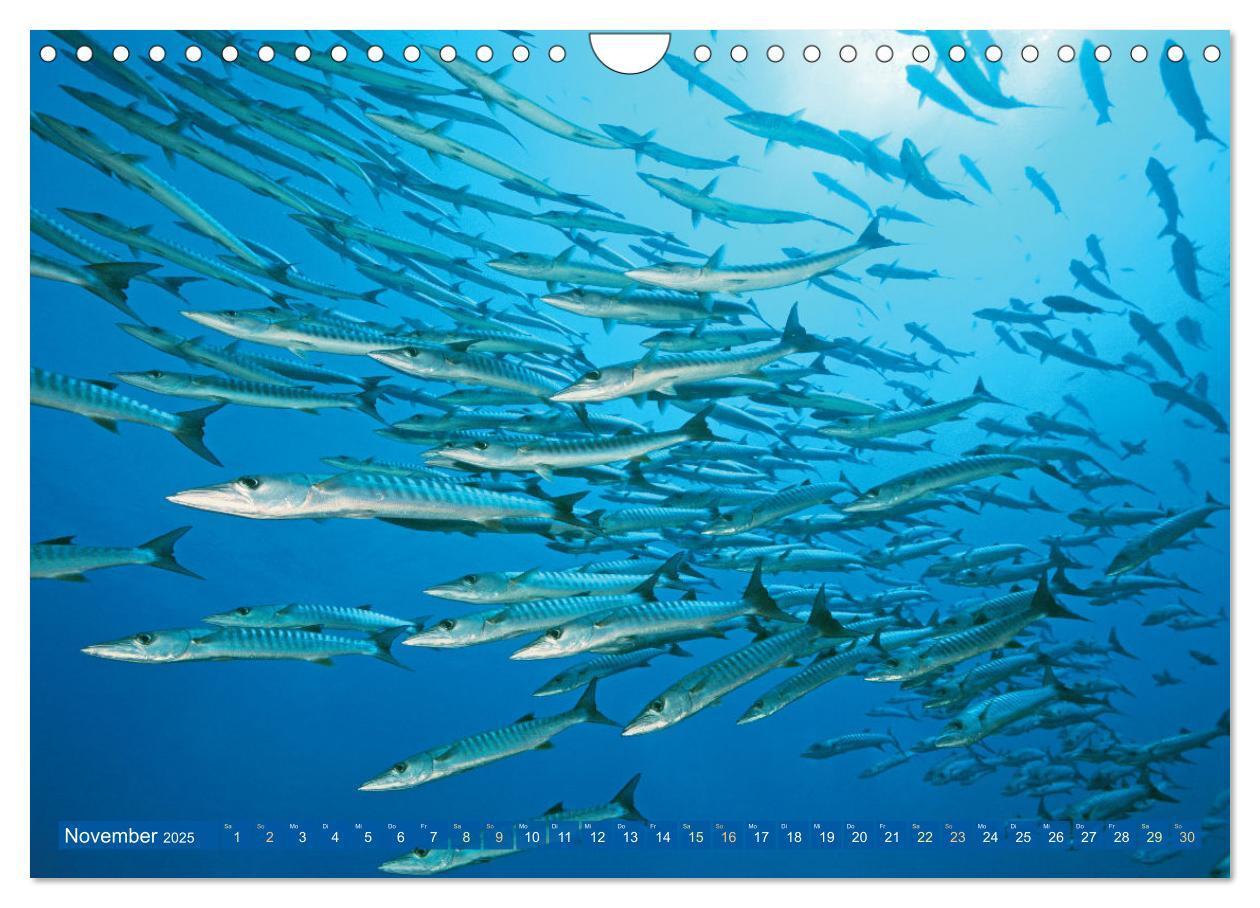 Bild: 9783383778124 | Tauchen: Wunderbares tiefblaues Meer (Wandkalender 2025 DIN A4...