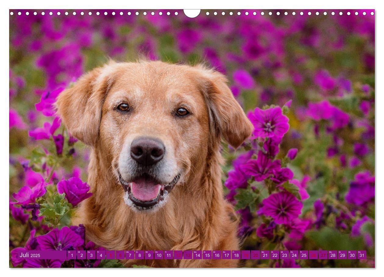 Bild: 9783435178087 | Golden Retriever Hailey Fotokalender (Wandkalender 2025 DIN A3...