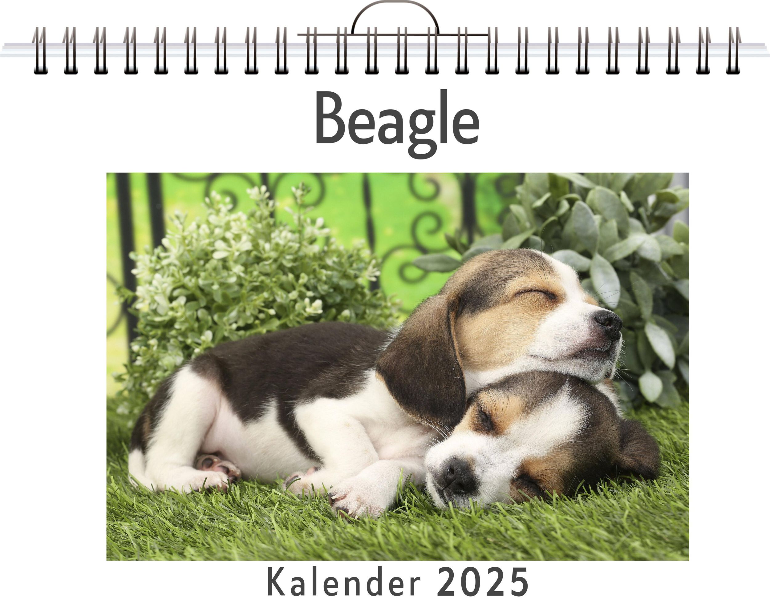 Cover: 9783759132888 | Beagle | Sarah Weber | Kalender | Kalender | 14 S. | Deutsch