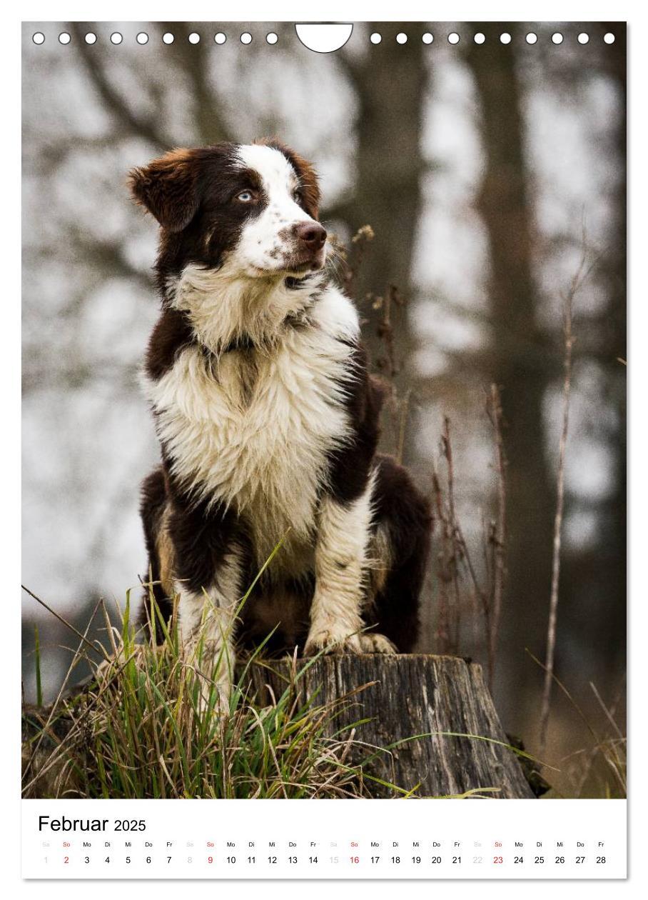 Bild: 9783457061046 | Australian Shepherd ¿ Mit dem Aussie unterwegs (Wandkalender 2025...