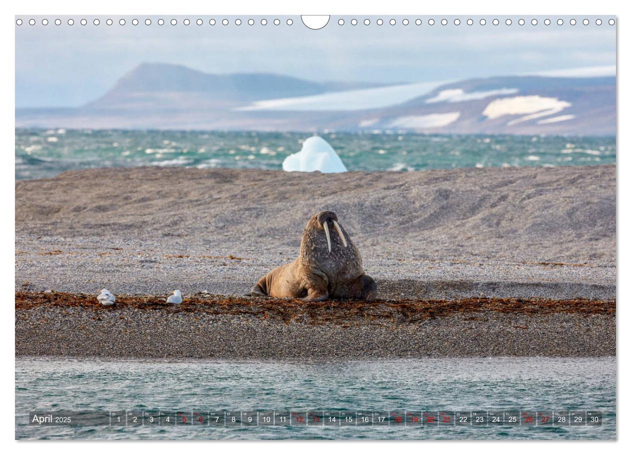 Bild: 9783435304950 | Svalbard-Momente (Wandkalender 2025 DIN A3 quer), CALVENDO...