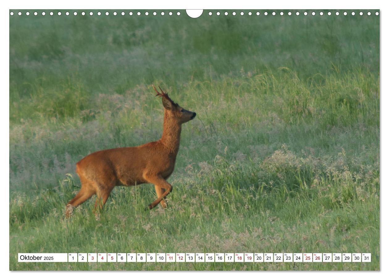 Bild: 9783435342730 | Anmut mit sanften Augen - Rehwild in der freien Natur (Wandkalender...