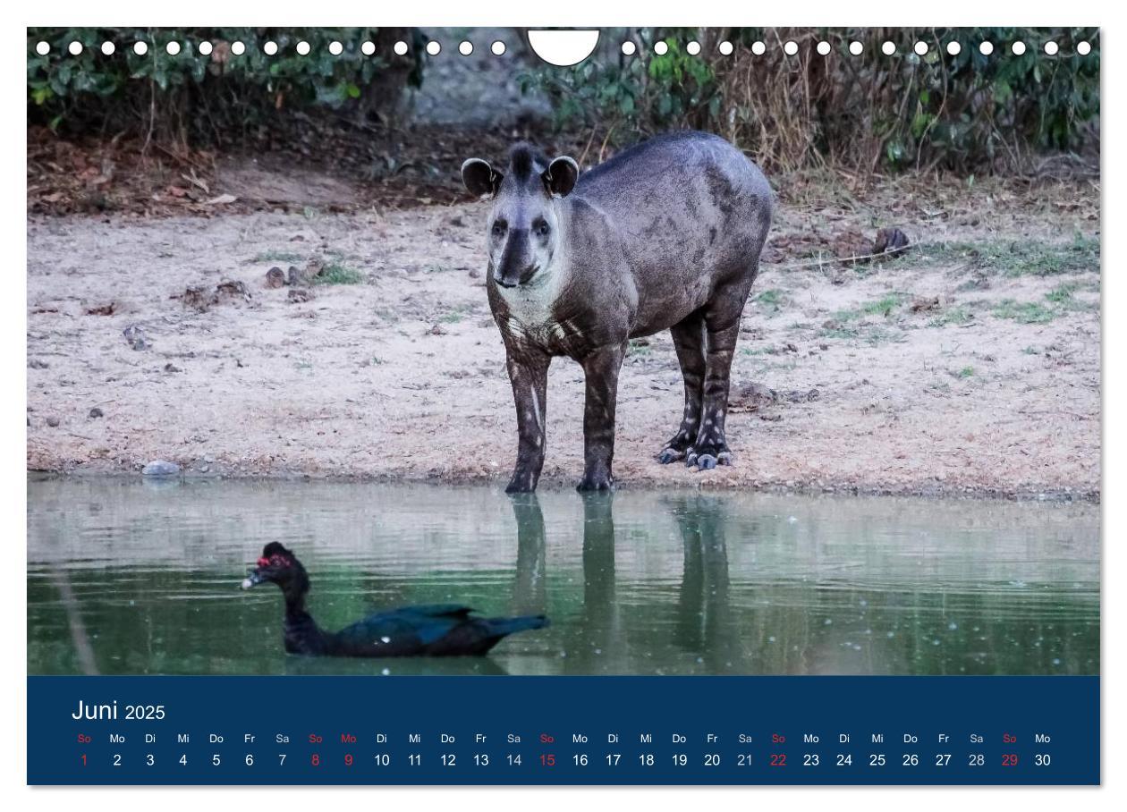 Bild: 9783435687541 | Brasilien tierisch gut 2025 (Wandkalender 2025 DIN A4 quer),...