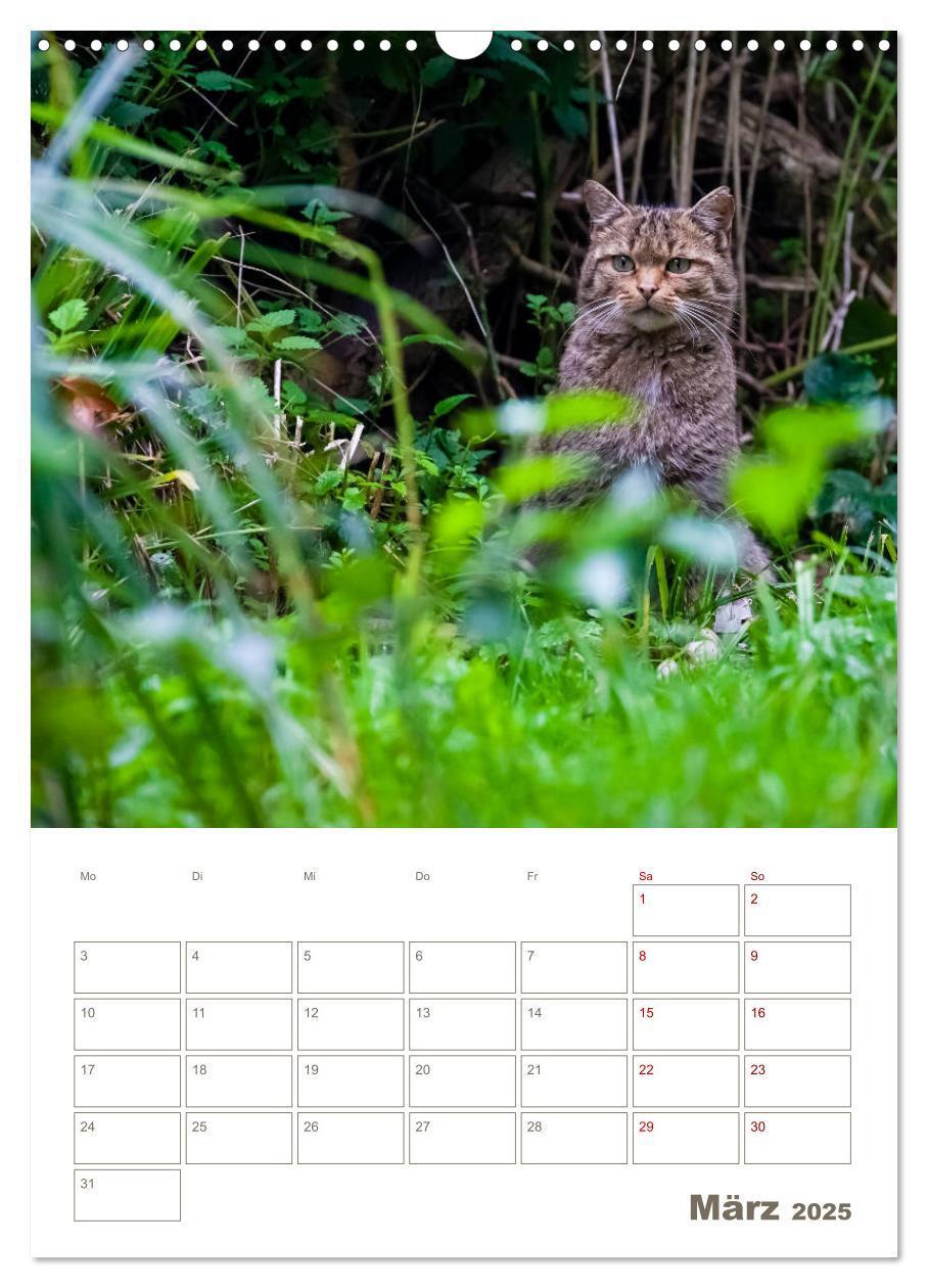 Bild: 9783435982882 | Europäische Wildkatzen - Jahresplaner (Wandkalender 2025 DIN A3...