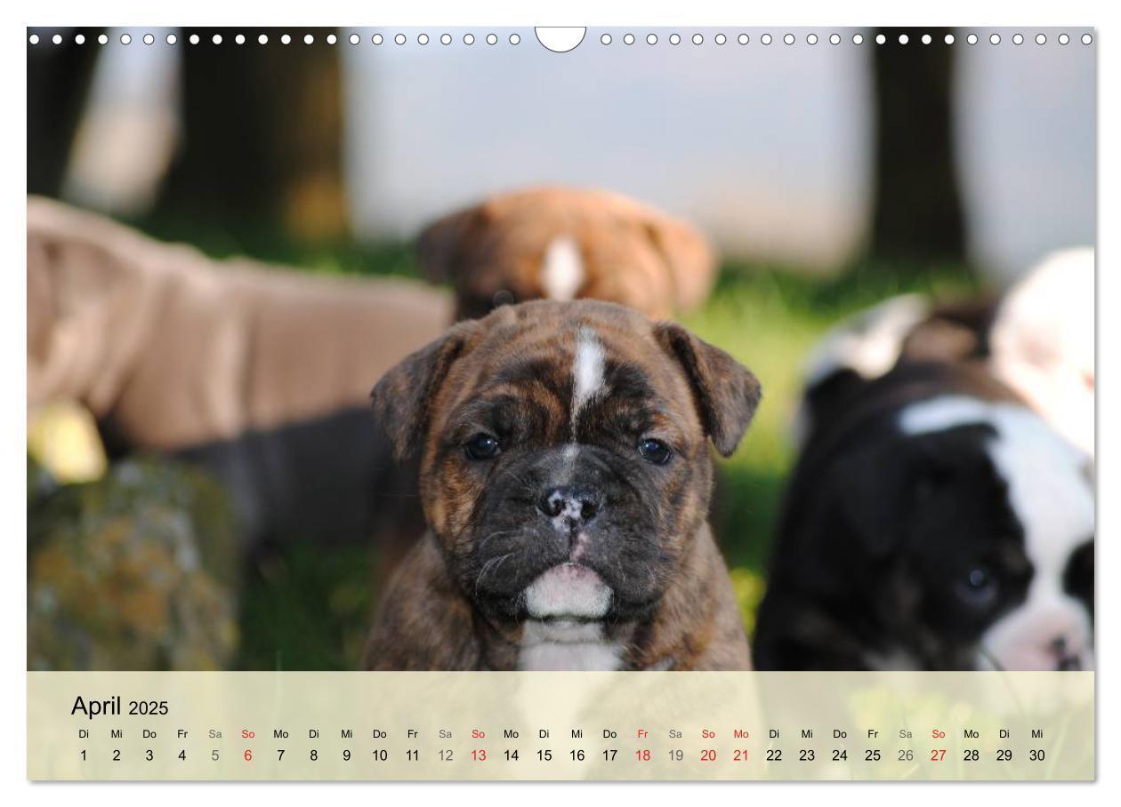 Bild: 9783435729296 | Bulldoggen-Kindergarten (Wandkalender 2025 DIN A3 quer), CALVENDO...