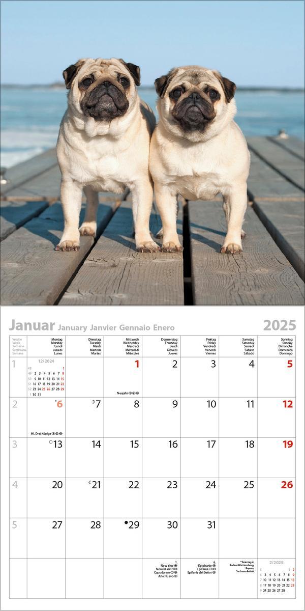 Bild: 9783731876366 | Dogs 2025 | Verlag Korsch | Kalender | 13 S. | Deutsch | 2025