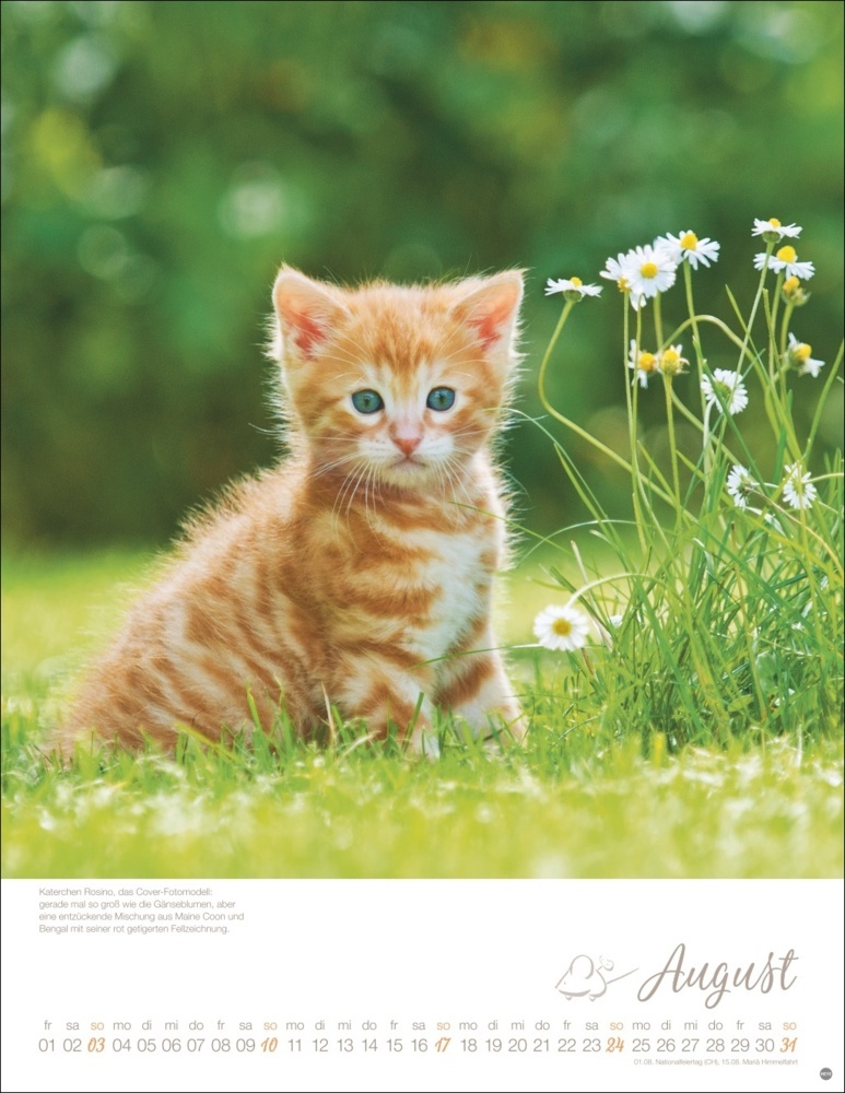 Bild: 9783756405305 | Katzenkinder Posterkalender 2025 | Monika Wegler | Kalender | 14 S.