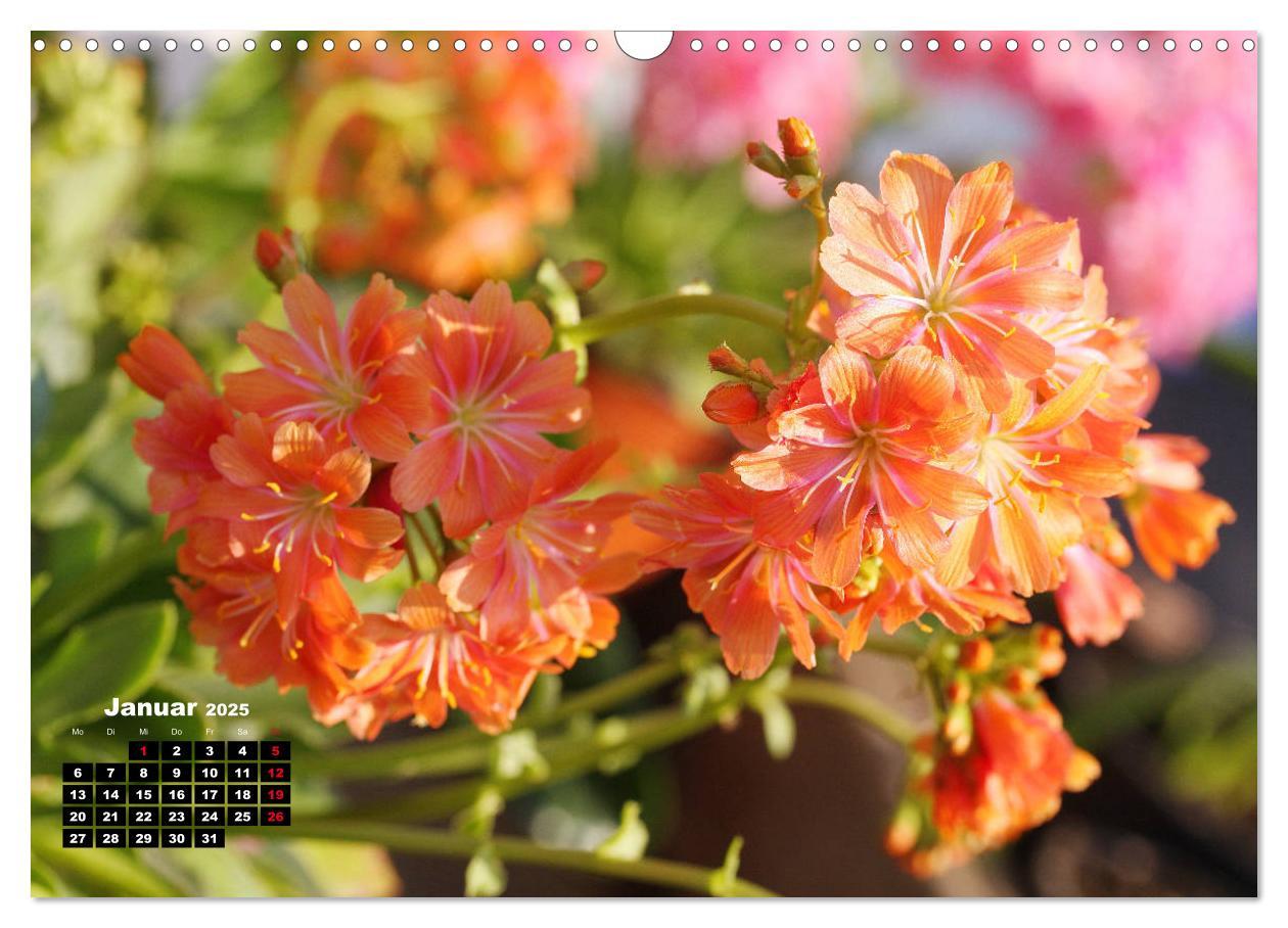 Bild: 9783435132775 | Lewisia, das Porzellanröschen (Wandkalender 2025 DIN A3 quer),...