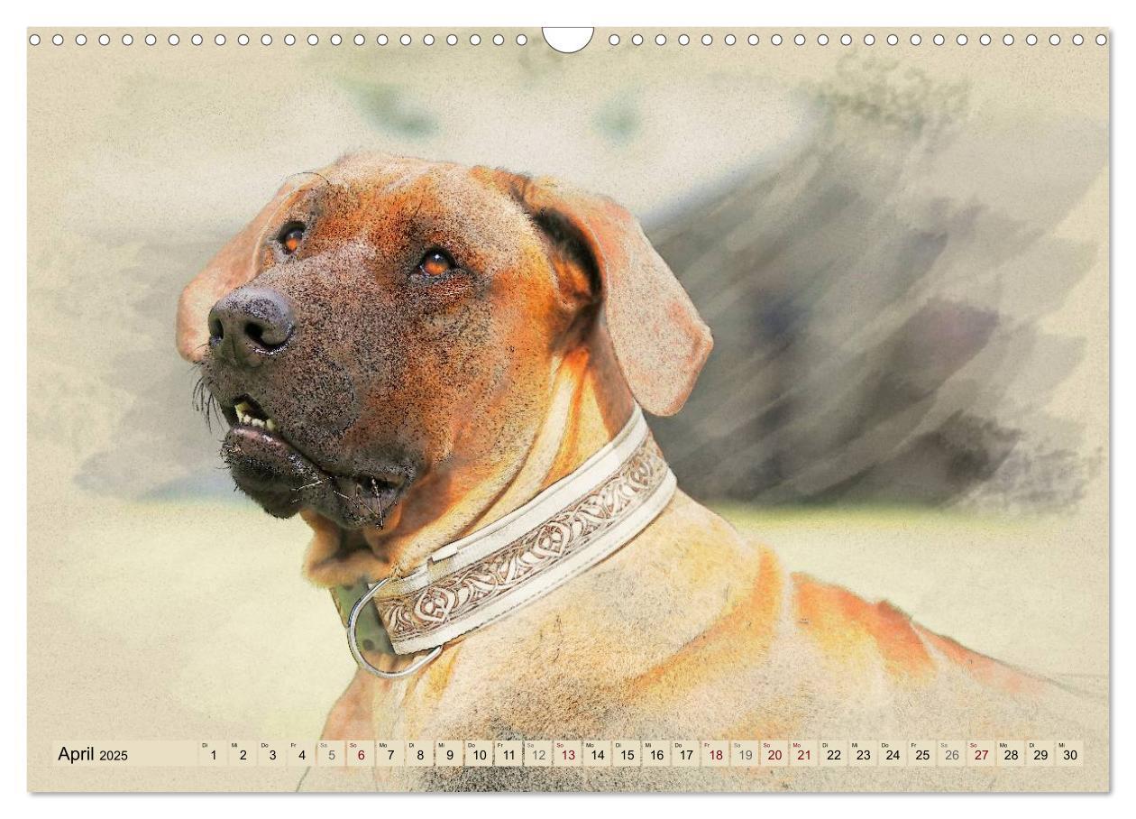 Bild: 9783435705191 | Rhodesian Ridgeback 2025 (Wandkalender 2025 DIN A3 quer), CALVENDO...