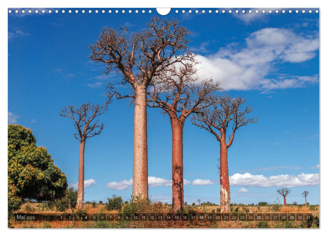 Bild: 9783435277889 | Zauberwald Ifaty · Traumhafte Baobabs in Madagaskar (Wandkalender...