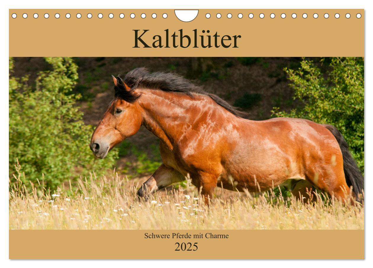 Cover: 9783435270958 | Kaltblüter - Schwere Pferde mit Charme (Wandkalender 2025 DIN A4...