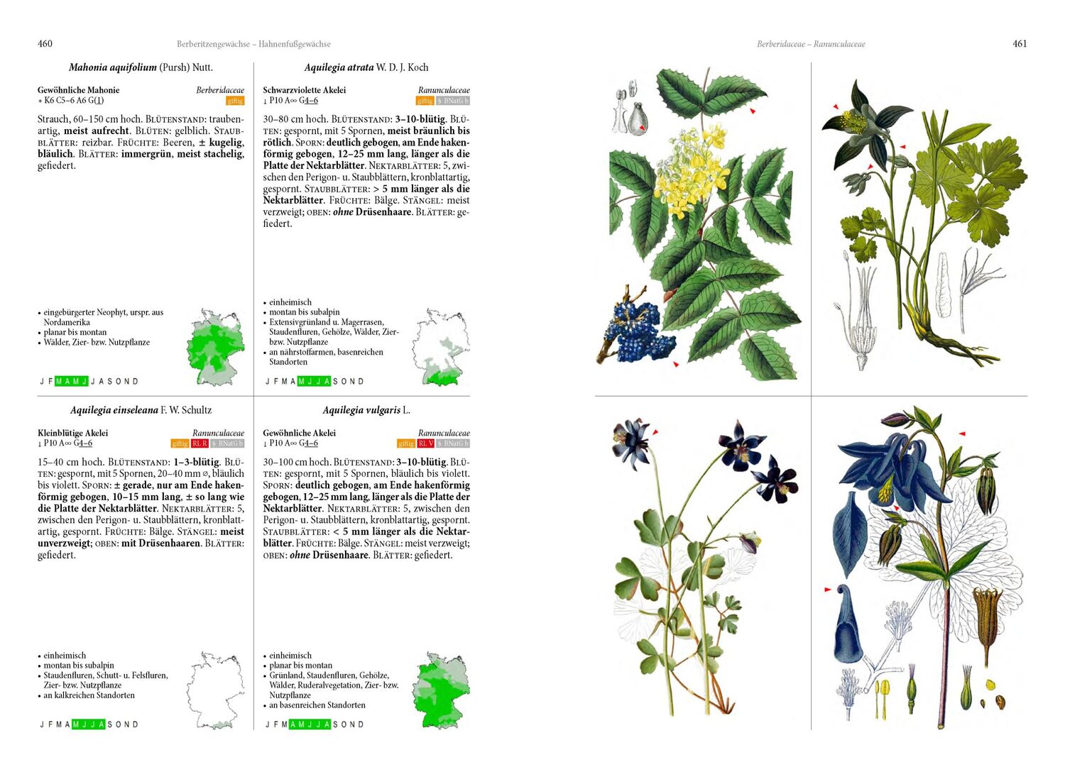 Bild: 9783968490649 | Die Flora von Deutschland. Alle heimischen Arten | Oliver Tackenberg