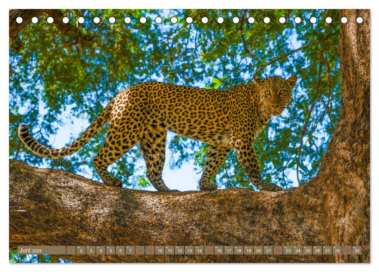 Bild: 9783435312283 | Wildlife Sambia (Tischkalender 2025 DIN A5 quer), CALVENDO...