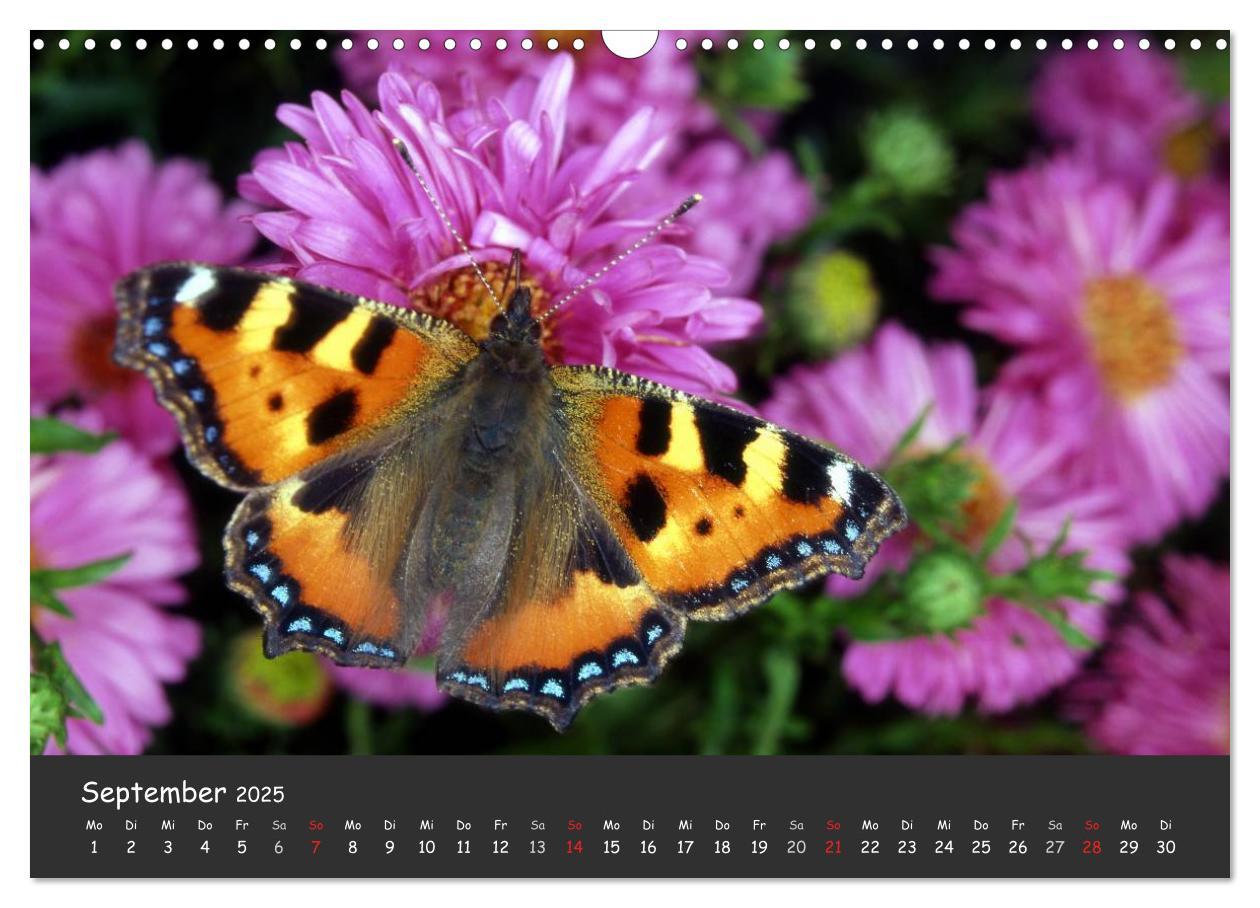 Bild: 9783435705894 | Wunderschöne Schmetterlinge (Wandkalender 2025 DIN A3 quer),...