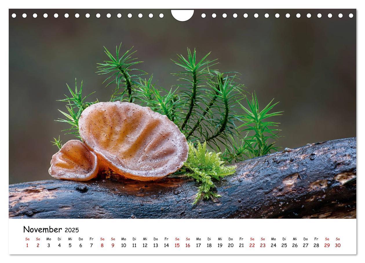 Bild: 9783435332007 | Pilzgalerie - Die bunte Welt der Baumpilze (Wandkalender 2025 DIN...