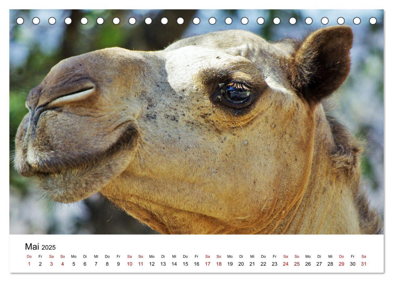 Bild: 9783435062720 | KAMELE... eine Reise durch den Oman. (Tischkalender 2025 DIN A5...