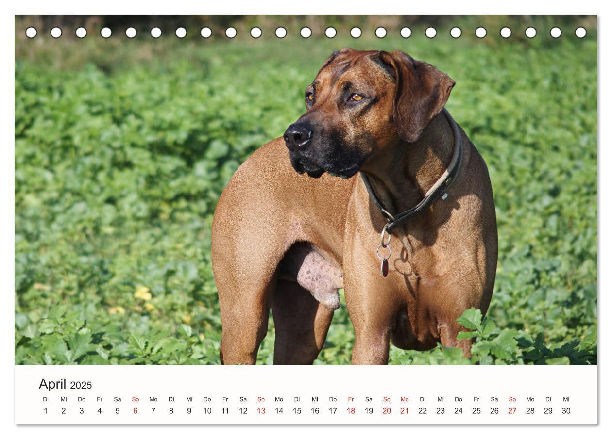 Bild: 9783435473816 | Rhodesian Ridgeback Schönheit aus Afrika (Tischkalender 2025 DIN A5...