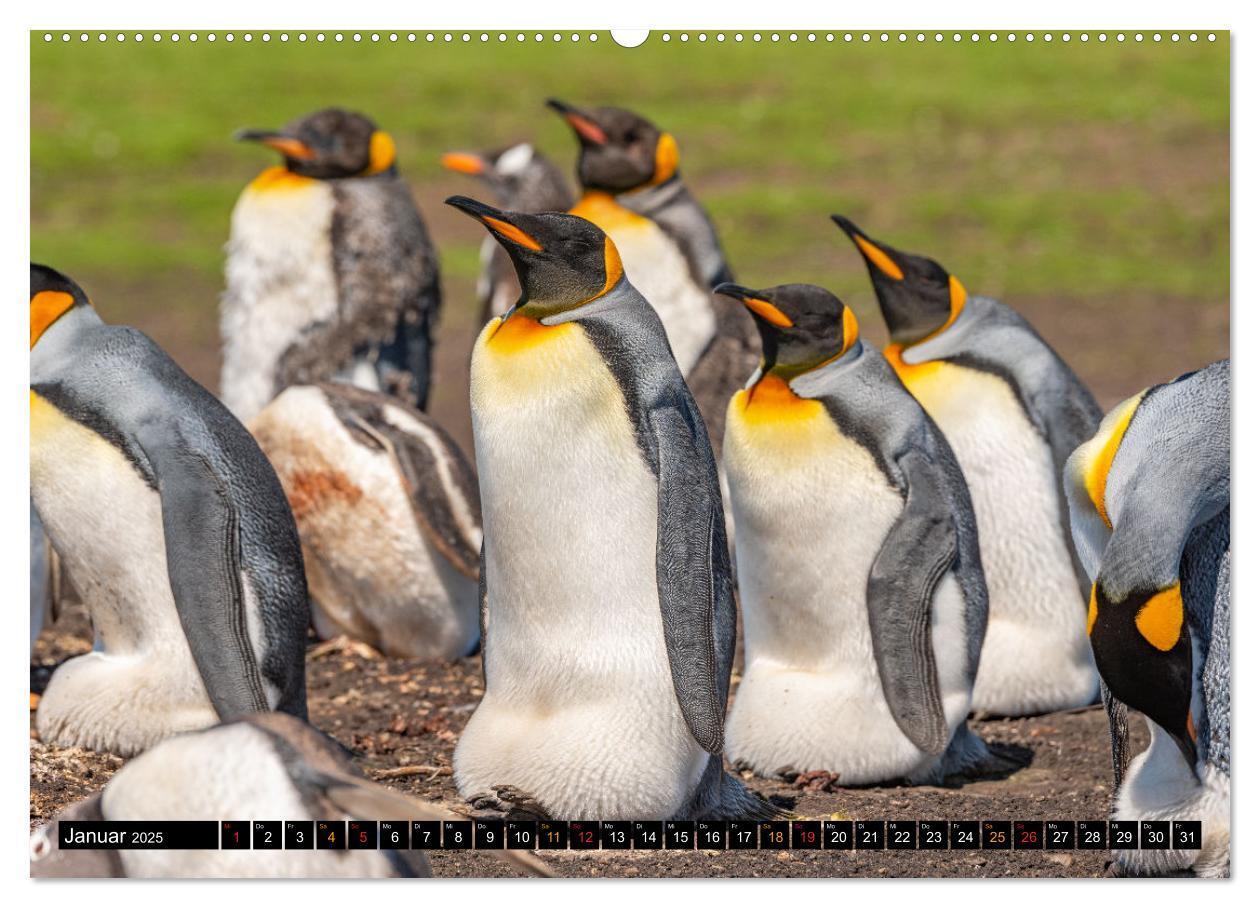 Bild: 9783435077793 | Königspinguine an der Bluff Cove (hochwertiger Premium Wandkalender...