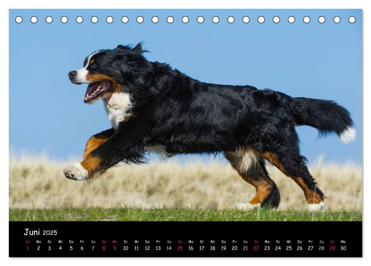 Bild: 9783435769643 | Berner Sennenhund 2025 (Tischkalender 2025 DIN A5 quer), CALVENDO...