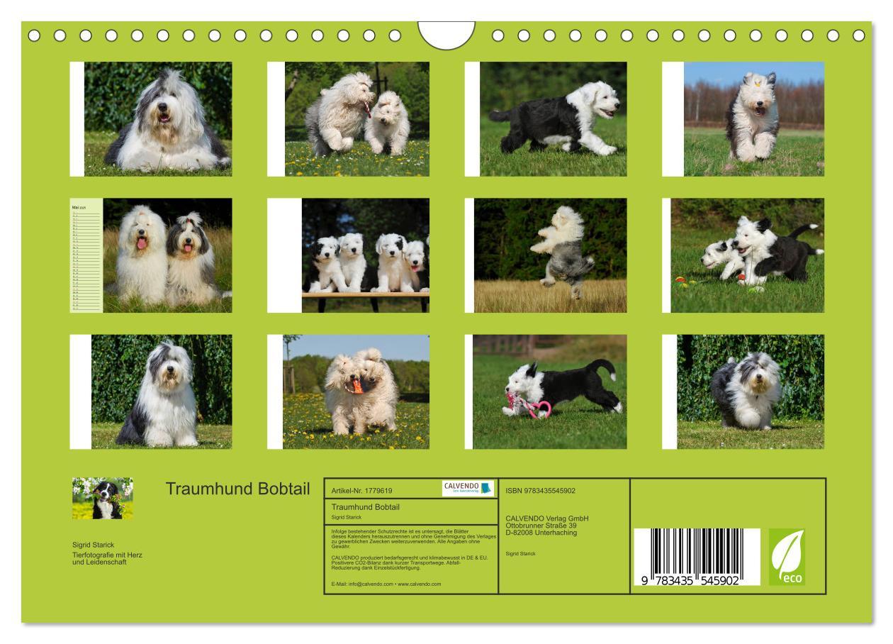 Bild: 9783435545902 | Traumhund Bobtail (Wandkalender 2025 DIN A4 quer), CALVENDO...