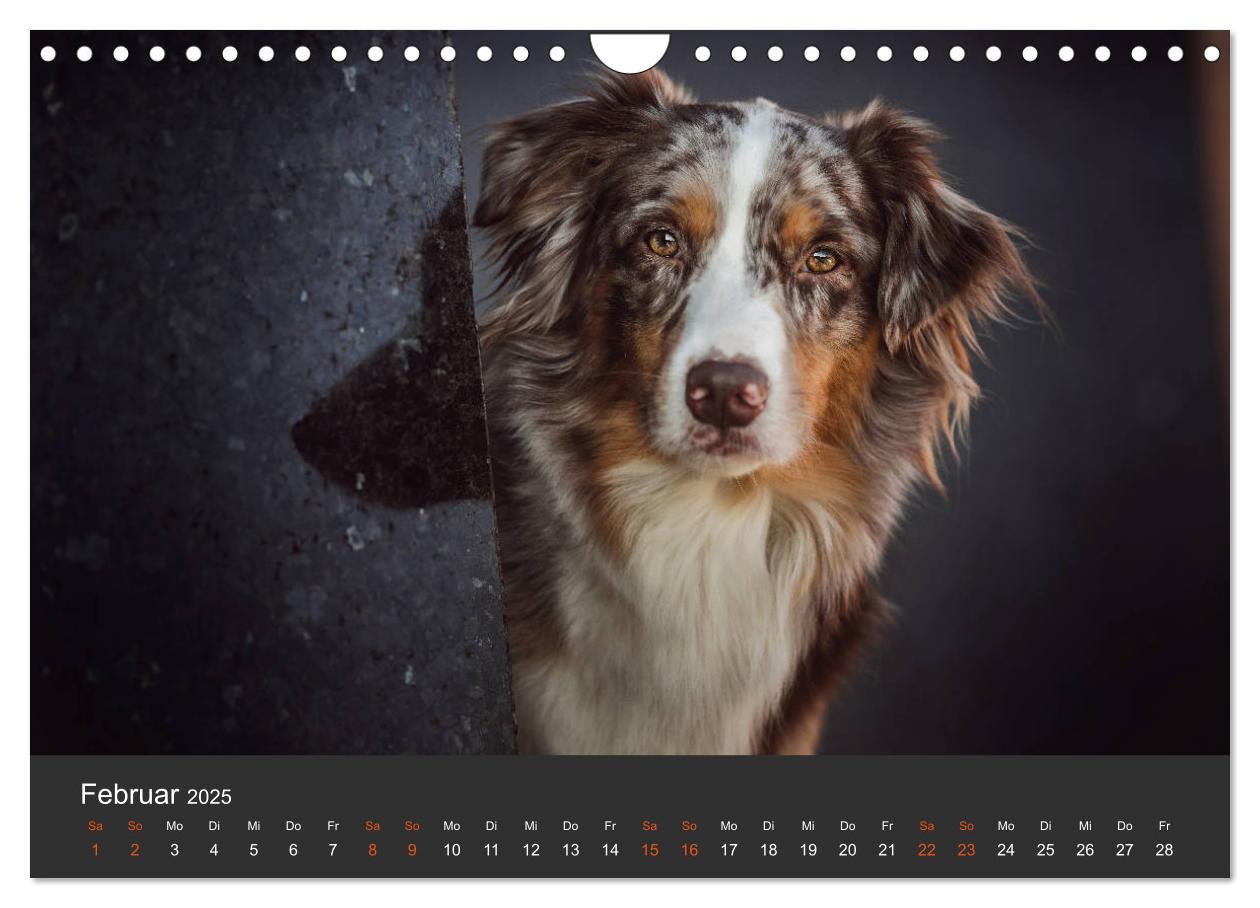 Bild: 9783435233502 | Australian Shepherd - Vielfalt in einer Rasse (Wandkalender 2025...