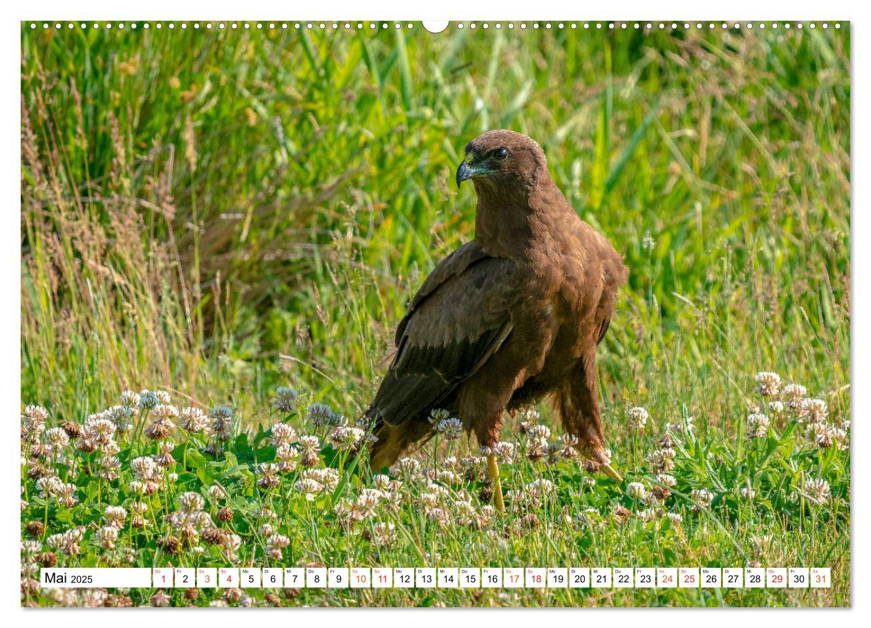 Bild: 9783435091843 | Heimische GREIFVÖGEL Adler Milan Bussard Weihe Sperber...