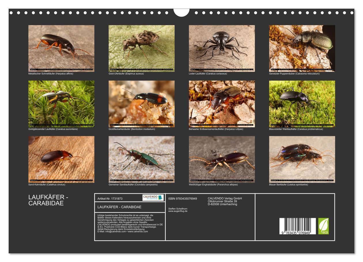 Bild: 9783435076949 | LAUFKÄFER - CARABIDAE (Wandkalender 2025 DIN A3 quer), CALVENDO...