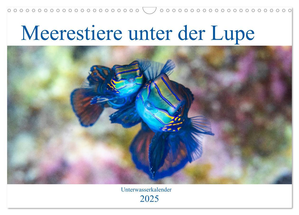 Cover: 9783435678242 | Meerestiere unter der Lupe - Unterwasserkalender (Wandkalender 2025...