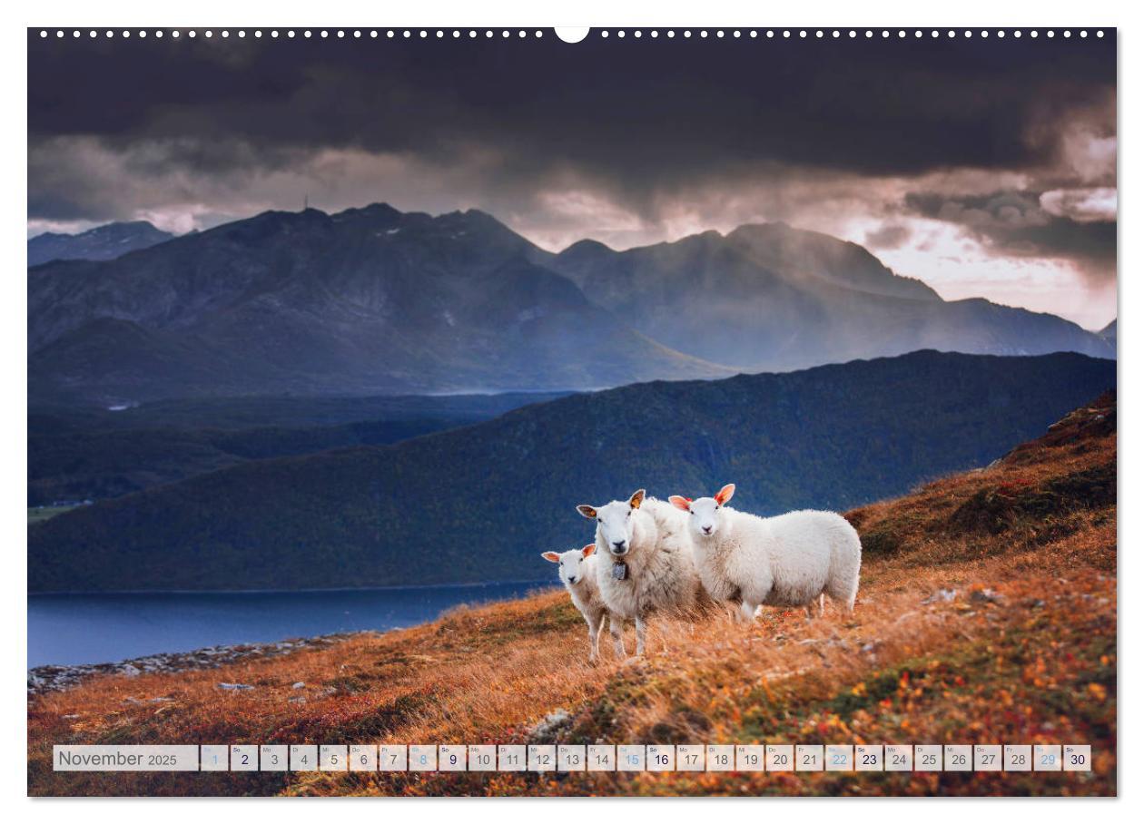 Bild: 9783435184422 | Schafe - Raues Wetter, weiche Wolle (Wandkalender 2025 DIN A2...