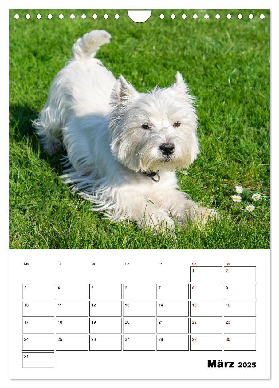 Bild: 9783435888276 | West Highland White Terrier - Herzensbrecher auf vier Pfoten...