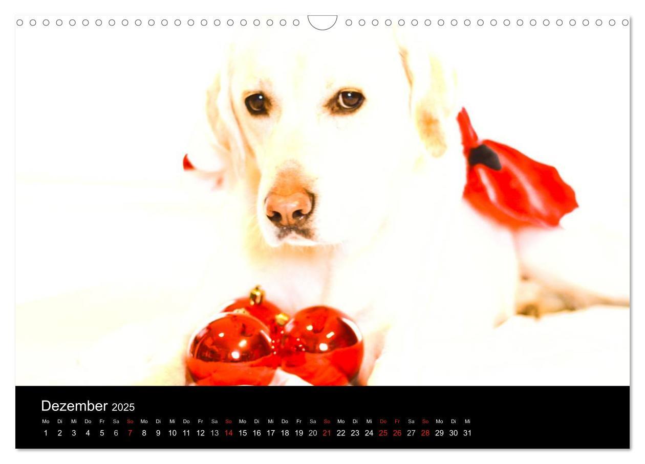 Bild: 9783435756575 | Labrador Retriever 2025 (Wandkalender 2025 DIN A3 quer), CALVENDO...