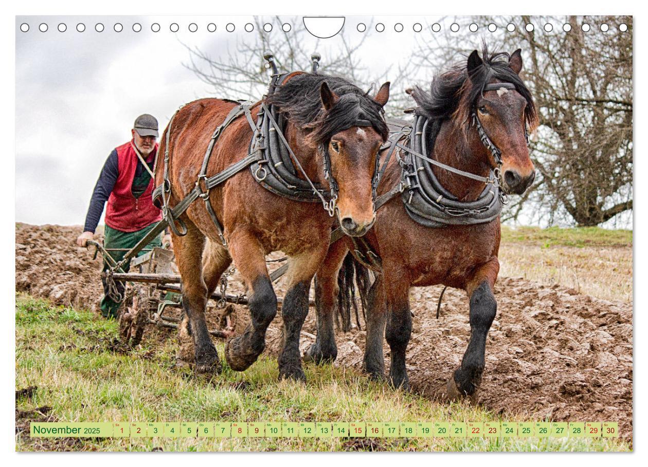 Bild: 9783435096435 | Zugpferde bei der Feldarbeit (Wandkalender 2025 DIN A4 quer),...