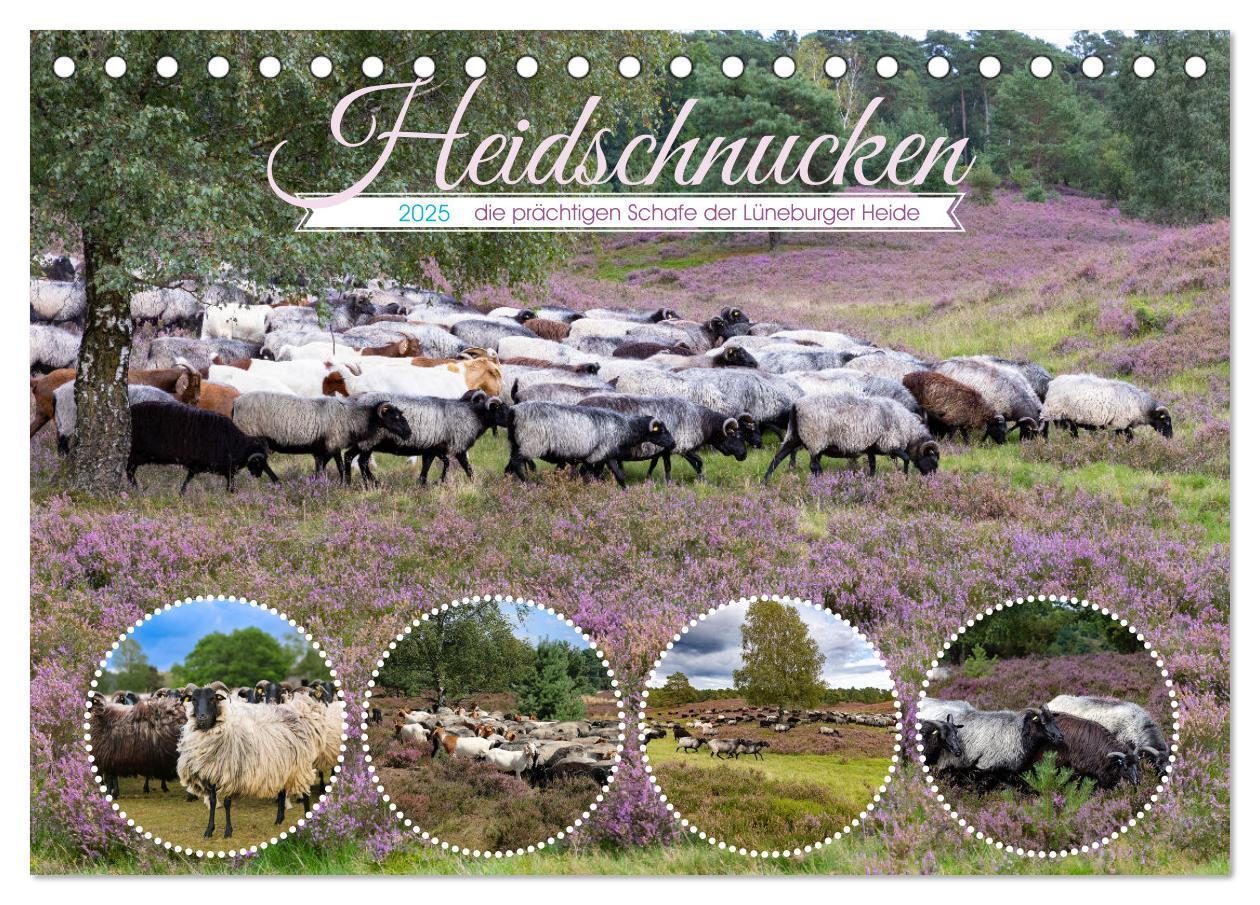 Cover: 9783435014729 | Heidschnucken, die prächtigen Schafe der Lüneburger Heide...