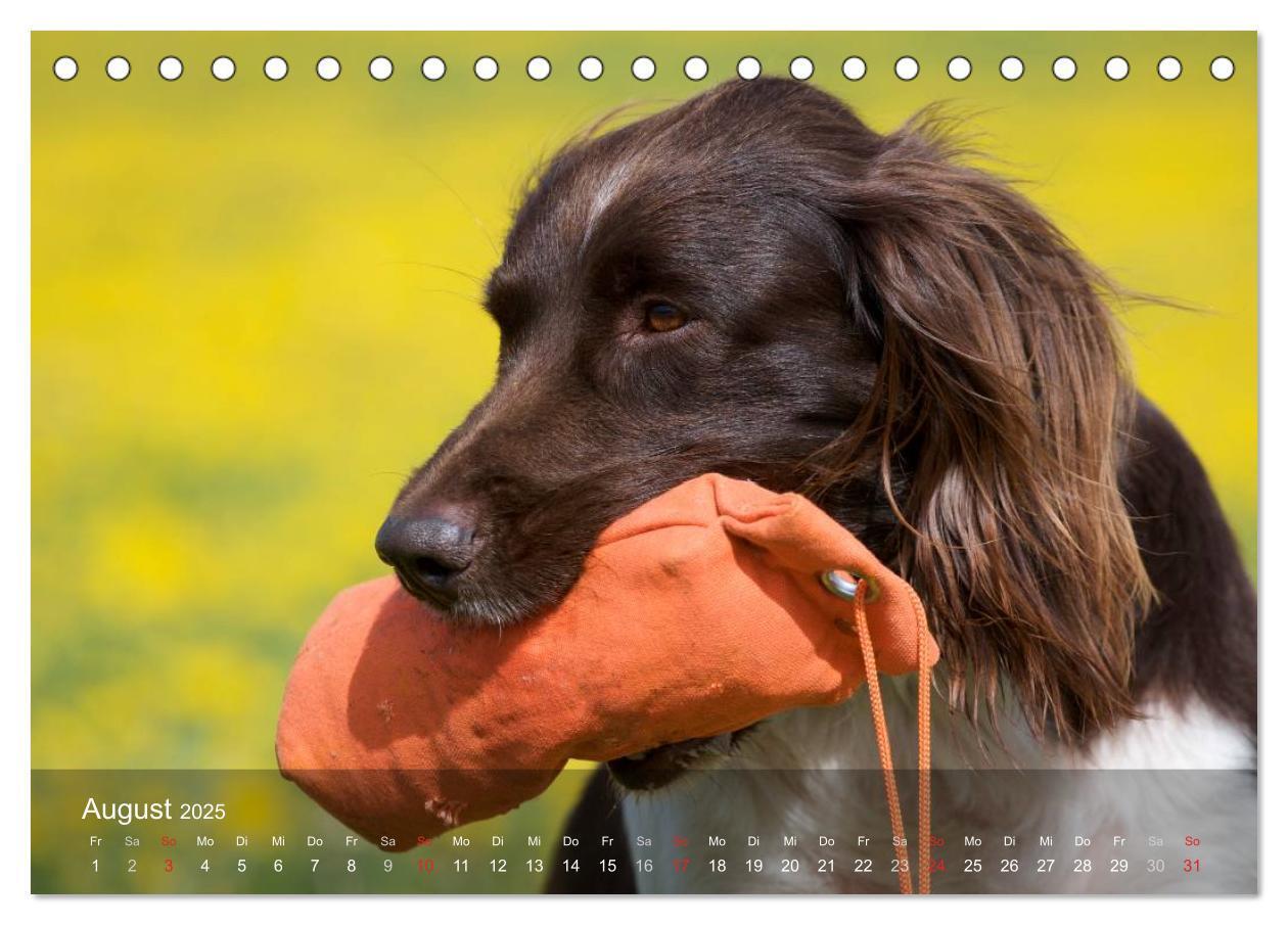 Bild: 9783435628728 | Kleiner Münsterländer Vorstehhund (Tischkalender 2025 DIN A5 quer),...