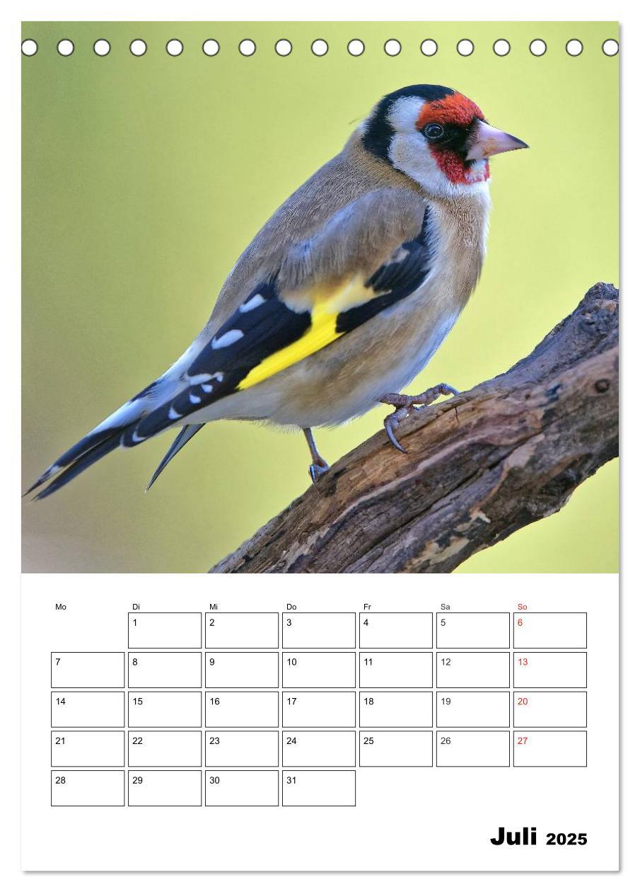 Bild: 9783457007334 | Bezaubernde Vögel im heimischen Garten (Tischkalender 2025 DIN A5...