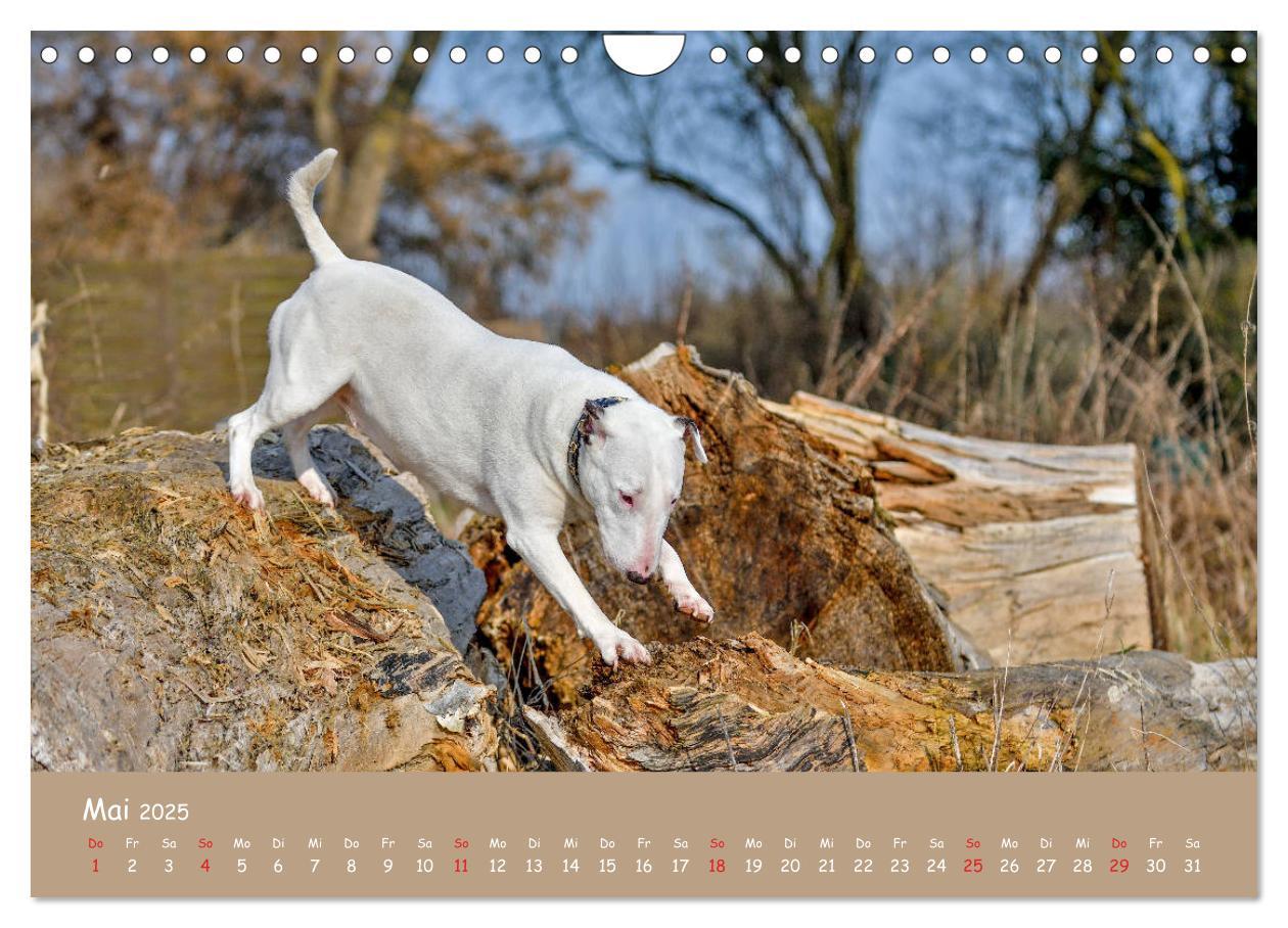 Bild: 9783435314577 | Einmal Bullterrier - immer Bullterrier (Wandkalender 2025 DIN A4...