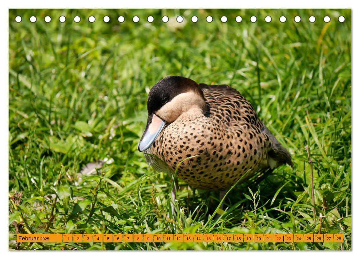 Bild: 9783435361144 | Weltvogelpark Walsrode - Die Vielfalt der Vogelarten (Tischkalender...