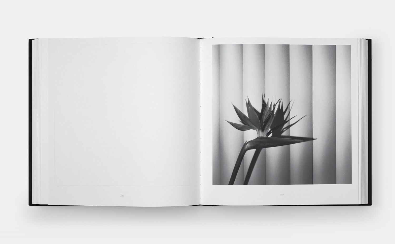 Bild: 9781838668211 | Mapplethorpe Flora | The Complete Flowers | Mapplethorpe (u. a.)