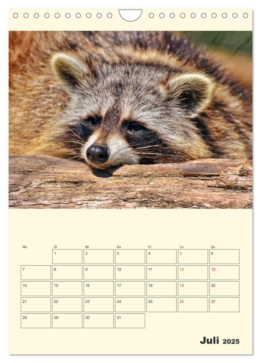 Bild: 9783435903825 | Drolliger Waschbär (Wandkalender 2025 DIN A4 hoch), CALVENDO...