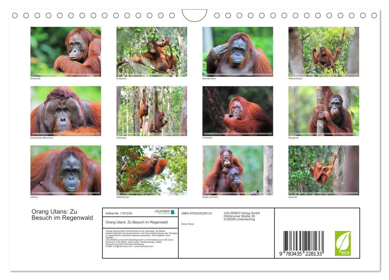 Bild: 9783435228133 | Orang Utans: Zu Besuch im Regenwald (Wandkalender 2025 DIN A4...