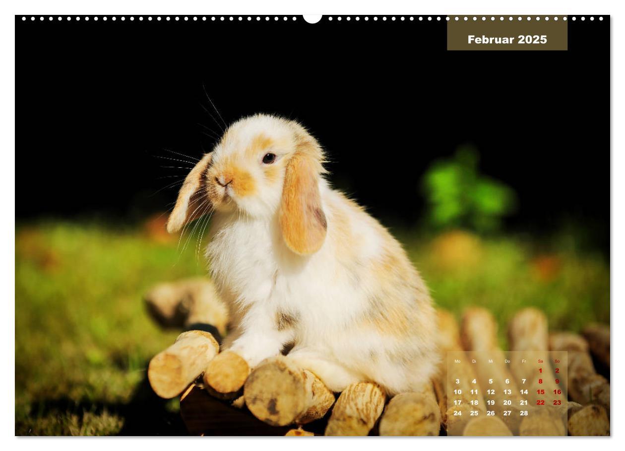 Bild: 9783435340866 | Kaninchen klein und putzig (Wandkalender 2025 DIN A2 quer),...